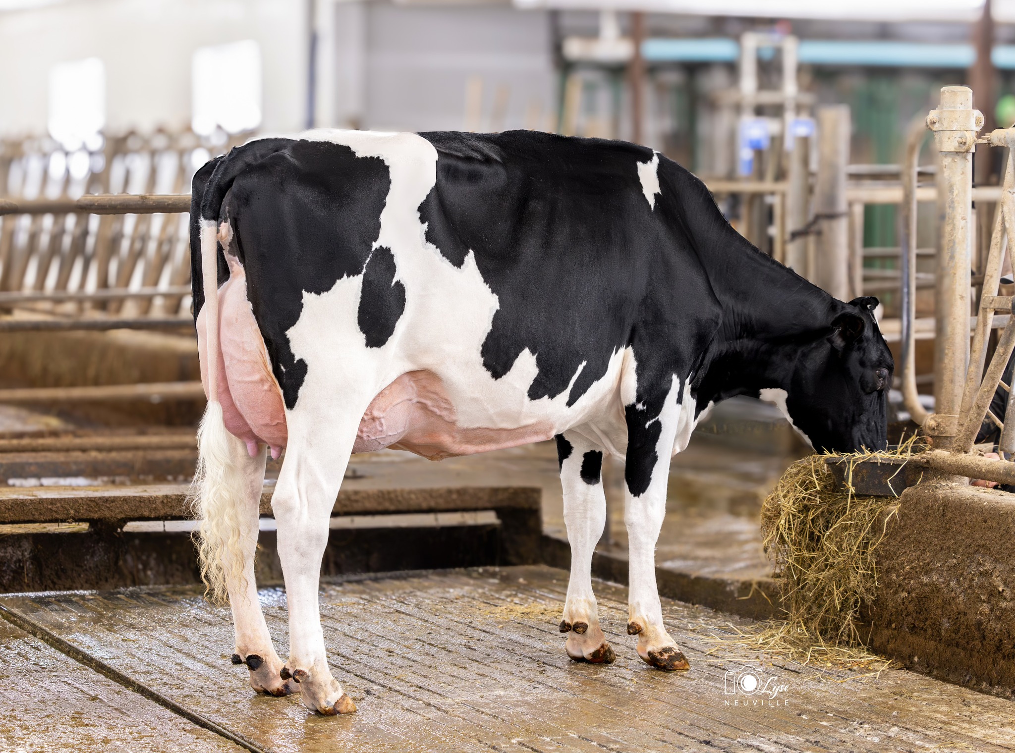 Ganado Holstein de alto rendimiento