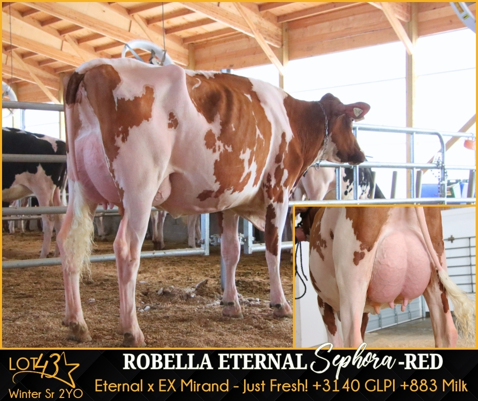 Ejemplar bovino El Toro Genética